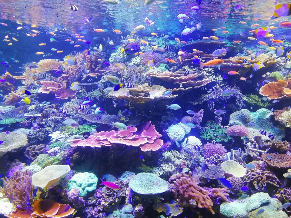 薄荷島潛水攻略：巴里卡薩島的傑克魚風暴與海龜