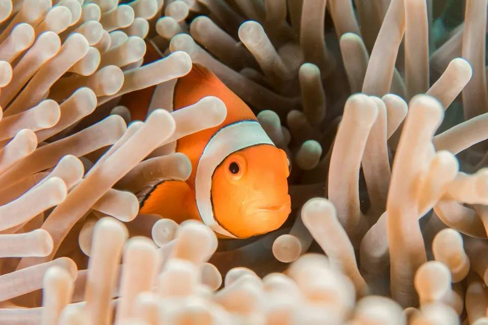 Mabul Reef Lodge & Divers 照片 2
