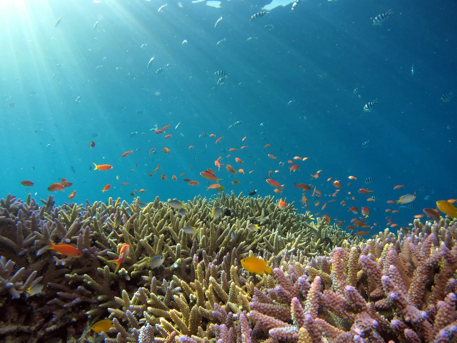 墨寶潛水攻略：沙丁魚風暴、Pescador 島與海龜灣